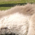 IMGP0882 – Copy (2)