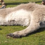 imgp0882-copy-3-copy