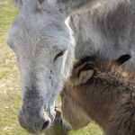 imgp0904-copy-copy-copy-2