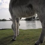 imgp0943-copy-copy-copy