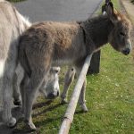 imgp0948-copy-this-copy